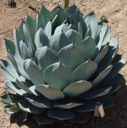 Agave Plant
