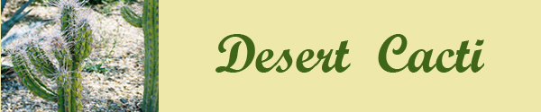 Cacti