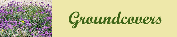 Groundcovers