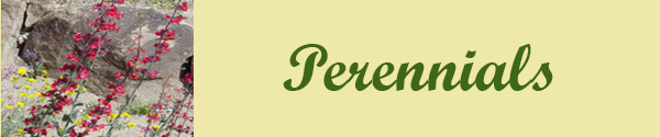 Perennials