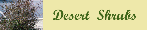 Desert Shrubs