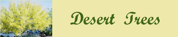 Desert Trees