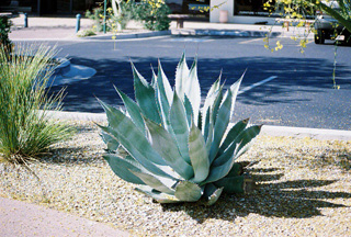 Agave Mescal
