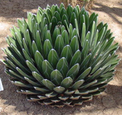 Queen Victoria Agave