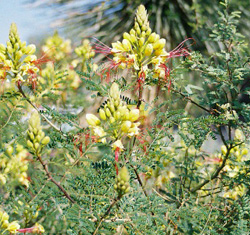 Yellow Bird of Paradise