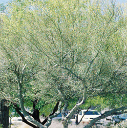 Palo Verde