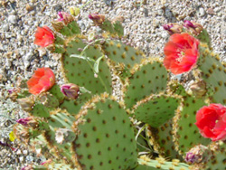 Cactus in Bloom