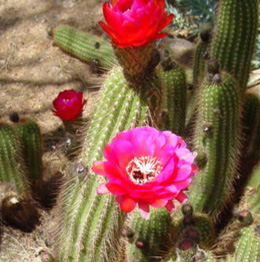 Argentine Hedgehog Cactus