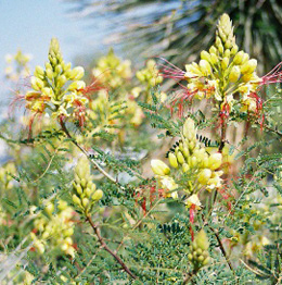 Yellow_Bird_of Paradise