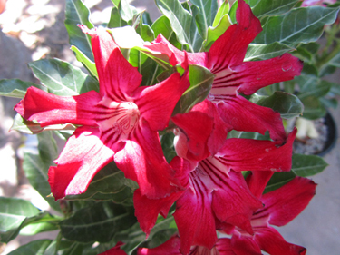 Blooming Black Raspberry Adenium