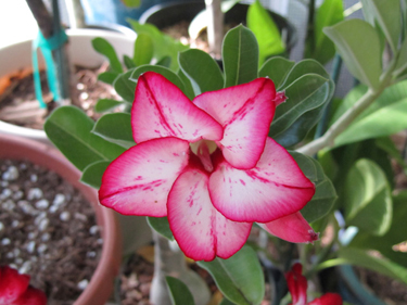 Blooming Fire Phoenix Adenium
