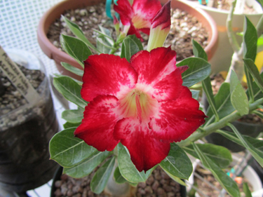Blooming Twinkling Moonlight Adenium