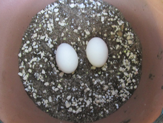 Eggs for Rooting Egg Method