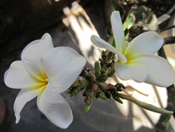 King_Kalakaua Plumeria Flower