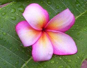Tahitian Sunset Plumeria Flower