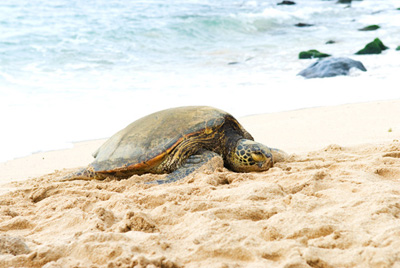 Sea Turtle (Honu) resting on the North Shore in Haleiwa
