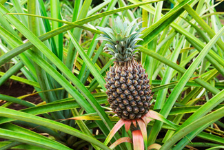 Pineapple at Dole Plantation