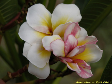 FMV on Plumeria Blooms